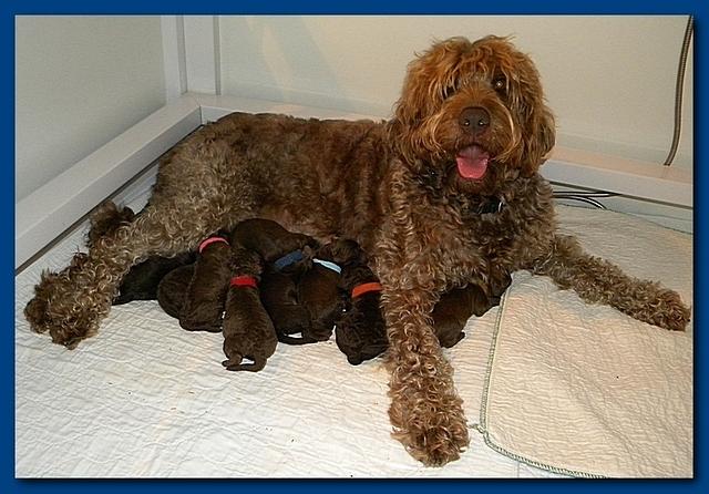 Tara Rascal pups one day old with mom 003
