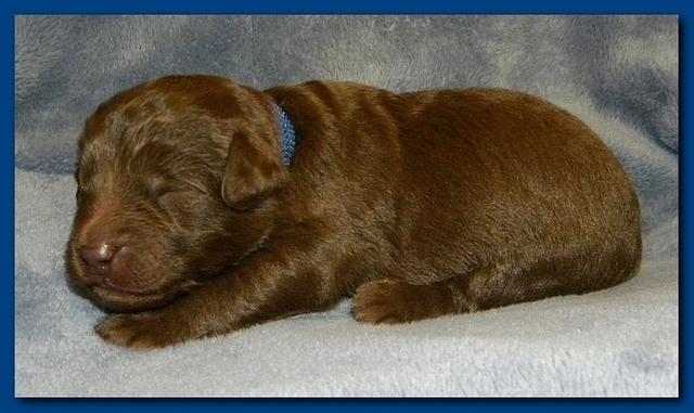 Tara Rascal puppies 1 week old 009