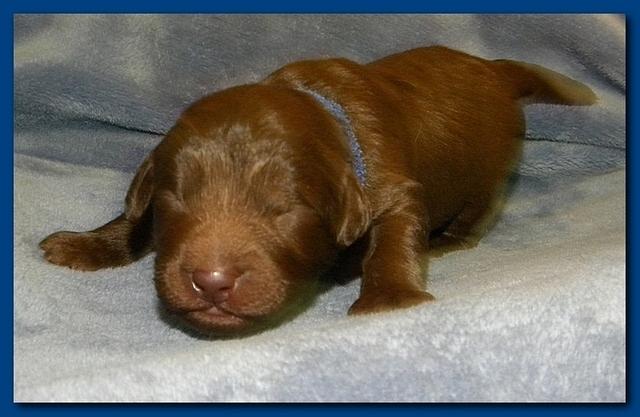 Tara Rascal puppies 1 week old 010