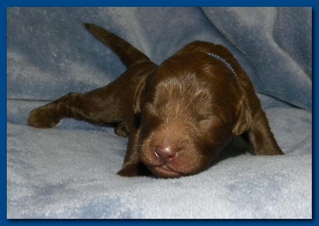 Tara Rascal puppies 1 week old 011