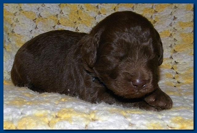 Tara Rascal puppies 2 weeks old 020