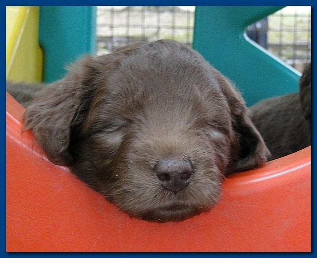 Tara Rascal puppies 4 weeks playing 007