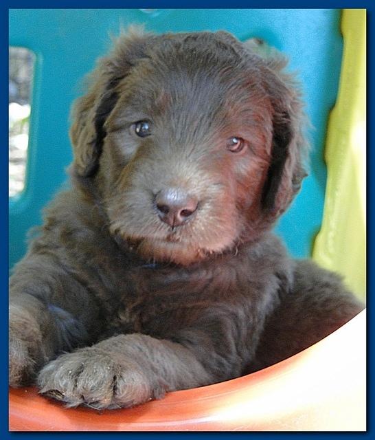 Tara Rascal puppies 4 weeks playing 2 038