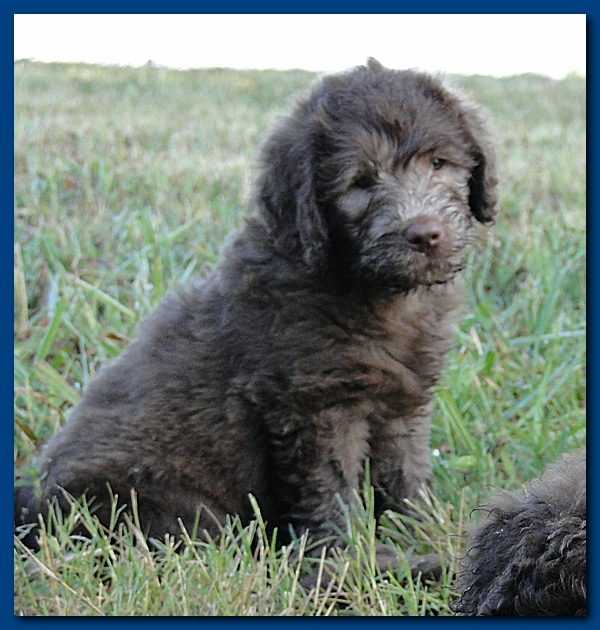 Tara Rascal puppies 6.5 weeks old early am 001