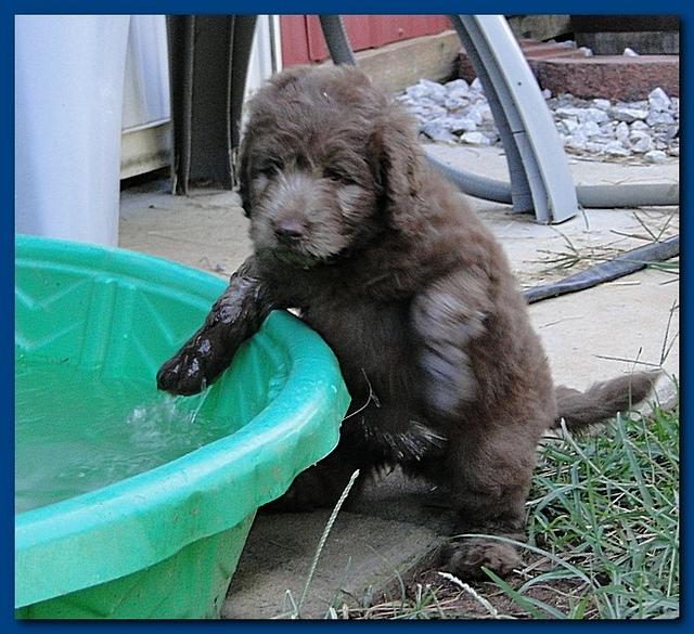 Tara Rascal puppies 7 weeks old playing 061