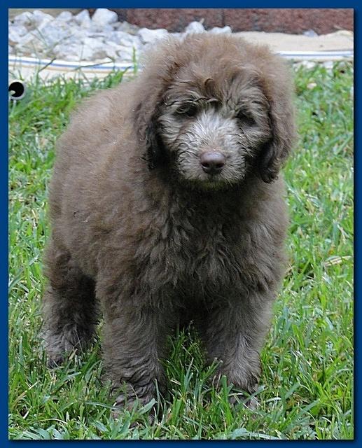 Tara Rascal puppies 8.5 weeks dark blue boy