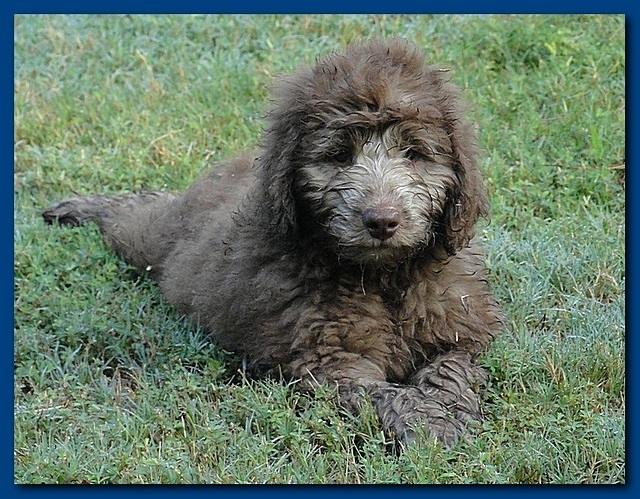 Tara Rascal puppies 9,5 weeks field 004