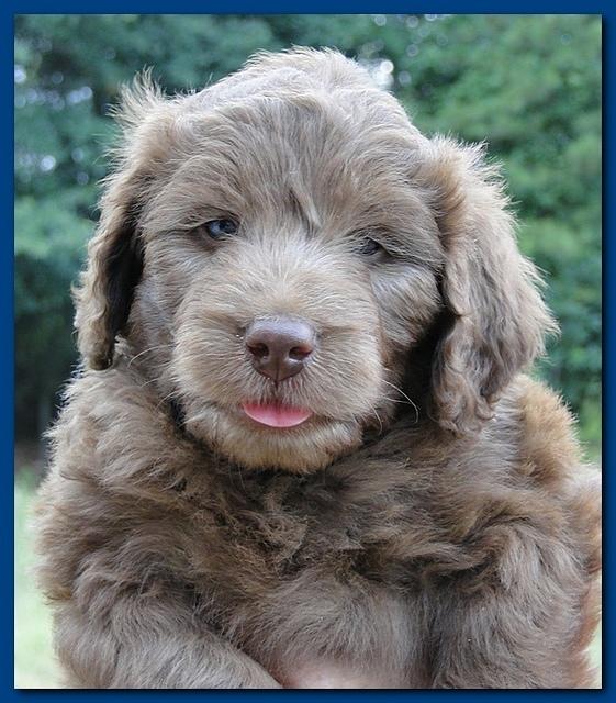 Tara Rascal puppies faces 5.8 weeks old 011