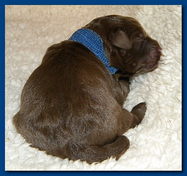 Tara Rascal pups one day old 007