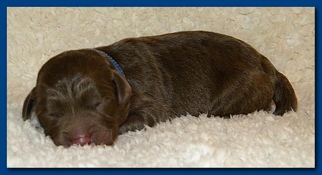 Tara Rascal pups one day old 009