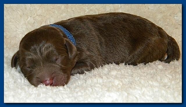 Tara Rascal pups one day old 010