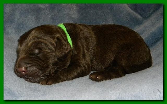 Tara Rascal puppies 1 week old 025