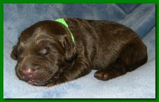 Tara Rascal puppies 1 week old 026