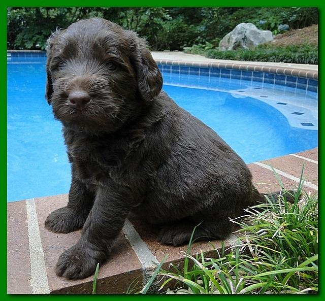 Tara Rascal puppies 4 weeks old pool wag 033
