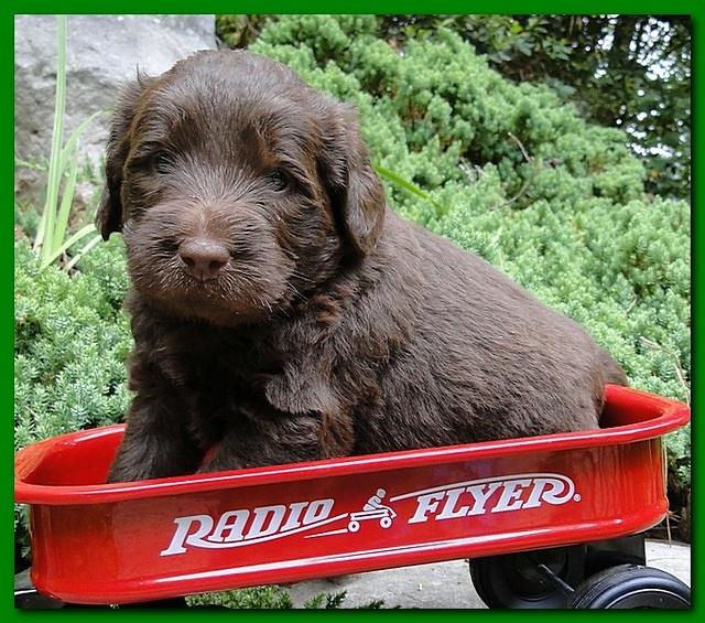 Tara Rascal puppies 4 weeks old pool wag 035