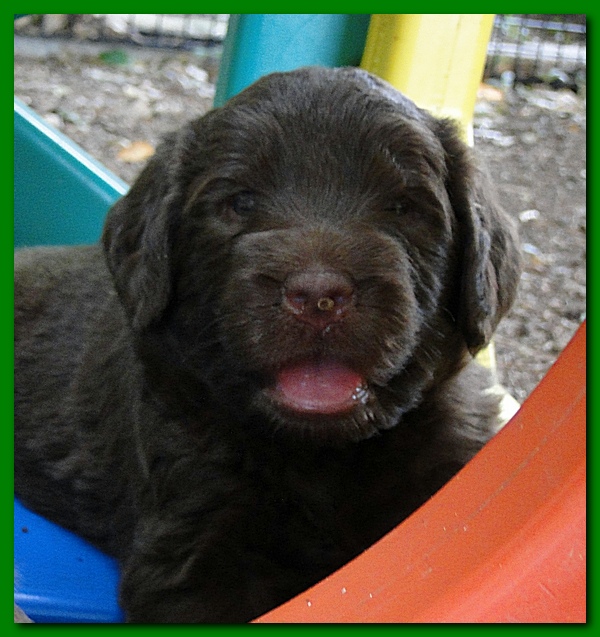 Tara Rascal puppies 4 weeks playing 008