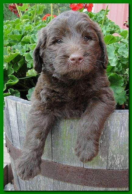 Tara Rascal puppies 5 weeks geraniums 035