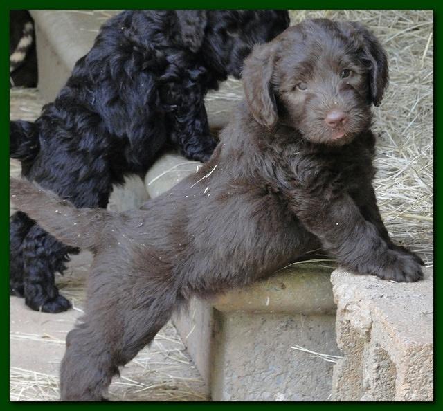 Tara Rascal puppies 6 weeks old 006