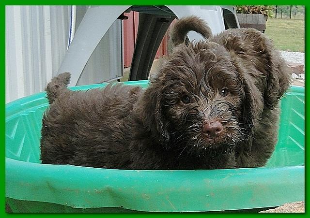 Tara Rascal puppies 7 weeks old playing 2 012