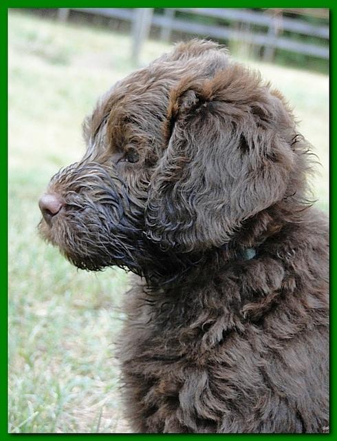 Tara Rascal puppies 7 weeks old playing 2 018