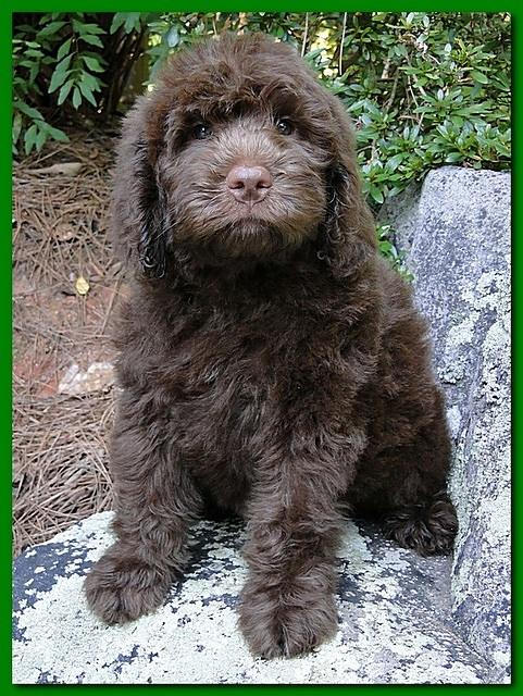 Tara Rascal puppies 8 weeks home Green 008