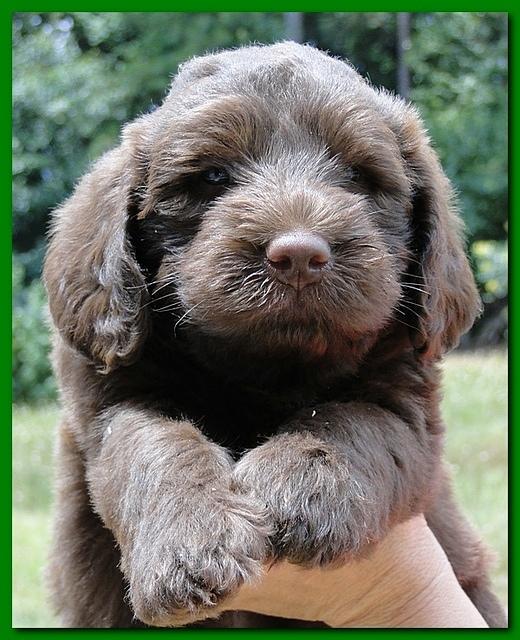Tara Rascal puppies faces 5.8 weeks old 027