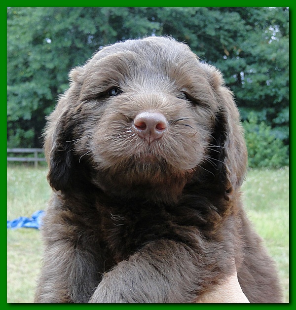 Tara Rascal puppies faces 5.8 weeks old 029