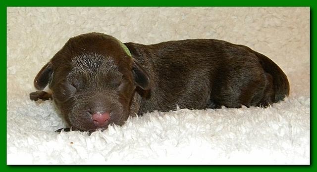 Tara Rascal pups one day old 021