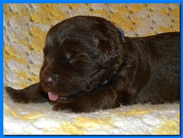 Tara Rascal puppies 2 weeks old 2 009