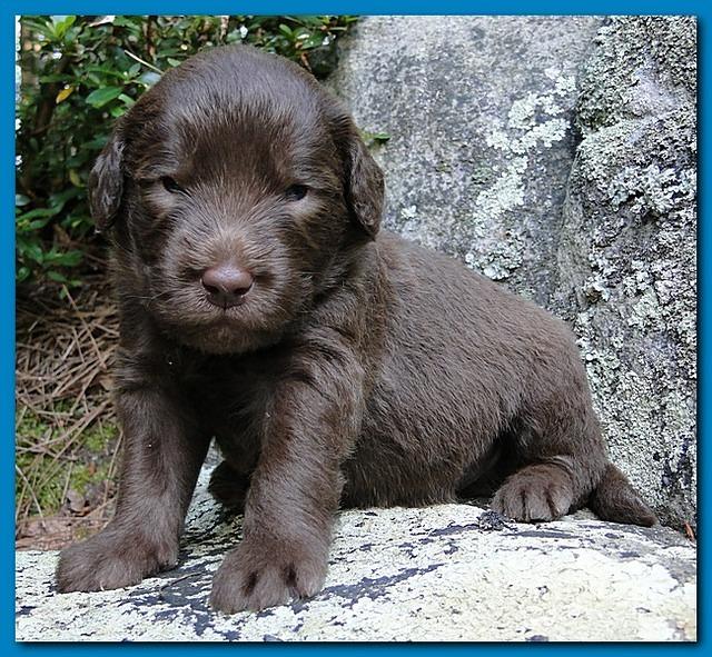 Tara Rascal puppies 3 weeks old 042