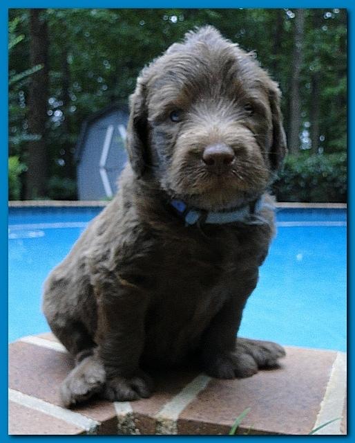 Tara Rascal puppies 4 weeks old pool wag 060