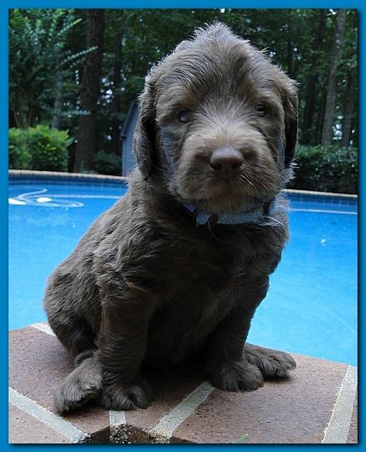 Tara Rascal puppies 4 weeks old pool wag 061