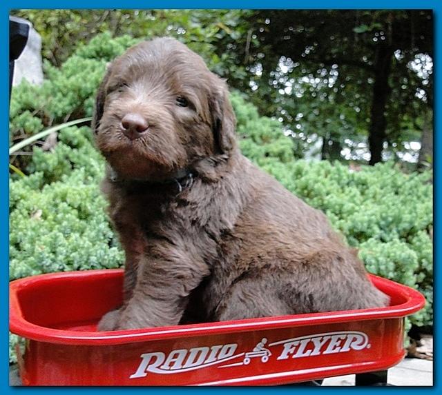 Tara Rascal puppies 4 weeks old pool wag 063