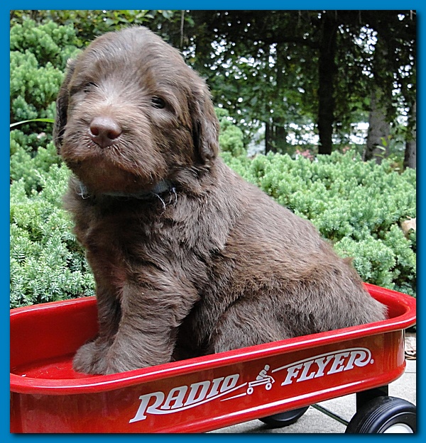 Tara Rascal puppies 4 weeks old pool wag 064