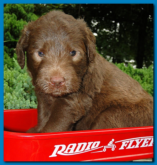 Tara Rascal puppies 4 weeks old pool wag 065