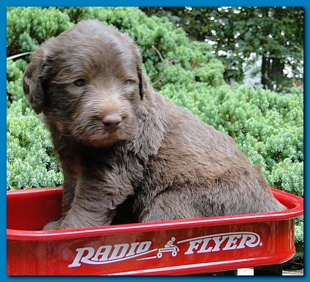 Tara Rascal puppies 4 weeks old pool wag 066