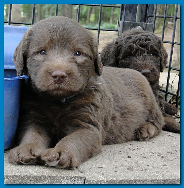 Tara Rascal puppies 4 weeks playing 001
