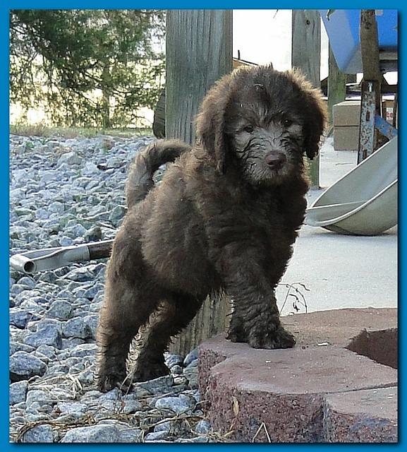 Tara Rascal puppies 6.5 weeks old early am 027