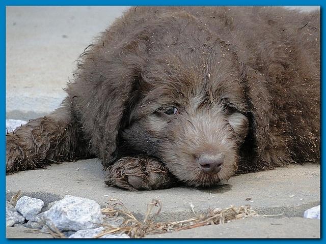 Tara Rascal puppies 6.5 weeks old early am 057