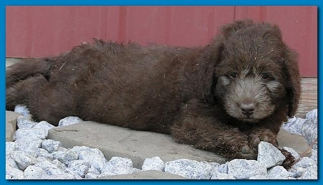 Tara Rascal puppies 6.5 weeks old early am 059
