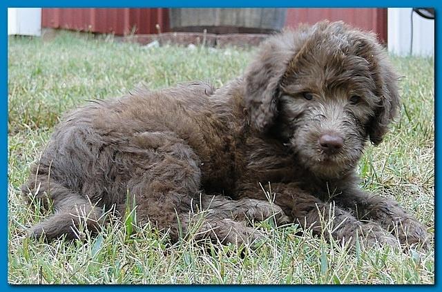Tara Rascal puppies 7 weeks old playing 2 008