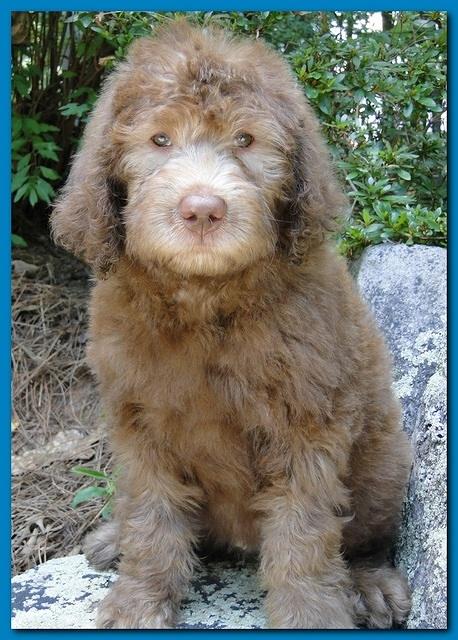 Tara Rascal puppies 8 weeks Lt Blue 002