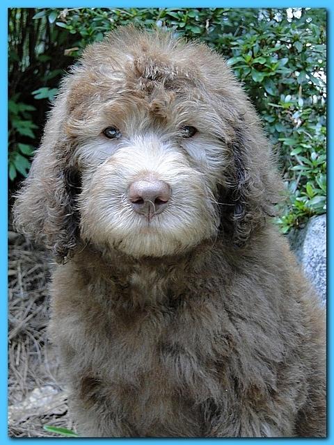 Tara Rascal puppies 8 weeks Lt Blue 003