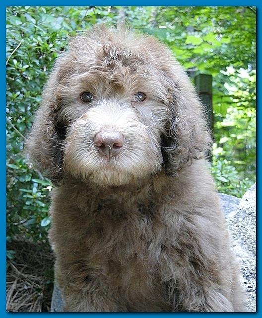 Tara Rascal puppies 8 weeks Lt Blue 005