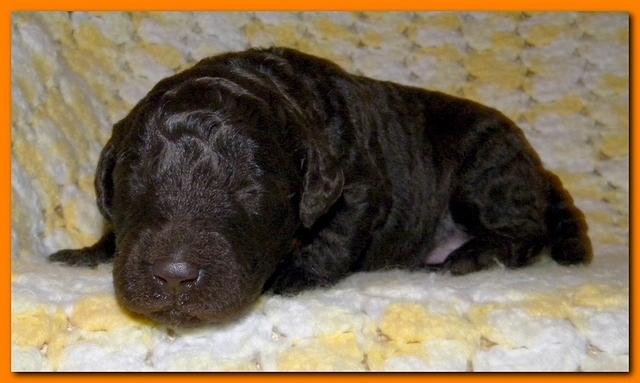 Tara Rascal puppies 2 weeks old 2 021