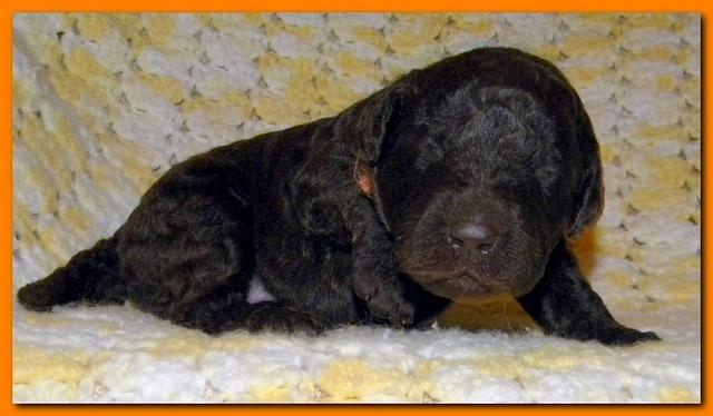 Tara Rascal puppies 2 weeks old 2 023