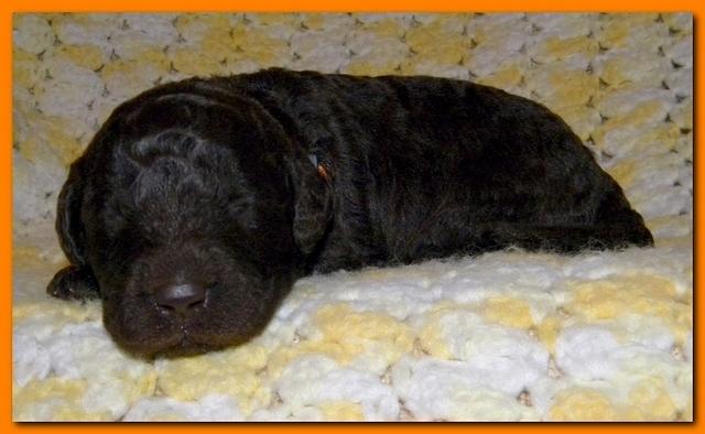 Tara Rascal puppies 2 weeks old 2 025