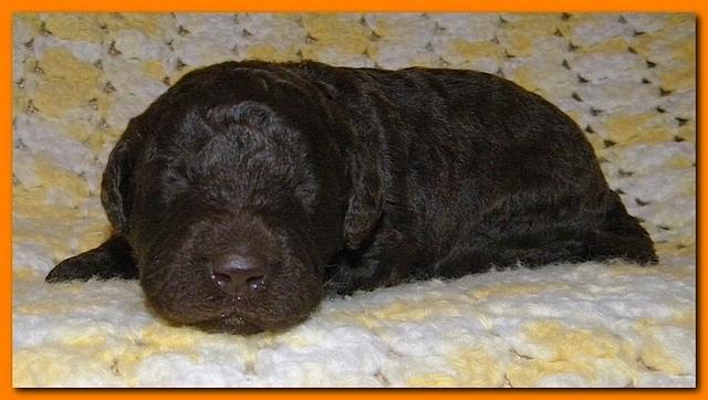 Tara Rascal puppies 2 weeks old 2 026