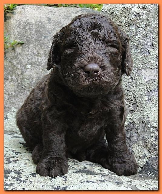 Tara Rascal puppies 3 weeks old 052