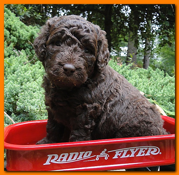 Tara Rascal puppies 4 weeks old pool wag 075